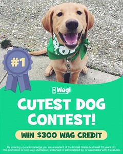 Register your dog for the cutest photo contest! Win $300 Wag Credit! Contest ends April 14th. | Wag