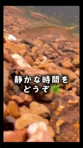 75歳ばあばが見つけた✨静かな川の中 #Underwater photography #水中映像#river fish#川の水中映像#水中写真#水中世界