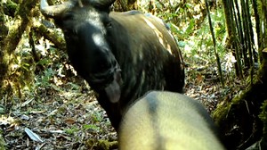 2.9K views · 230 reactions | Footage of various endangered animals...