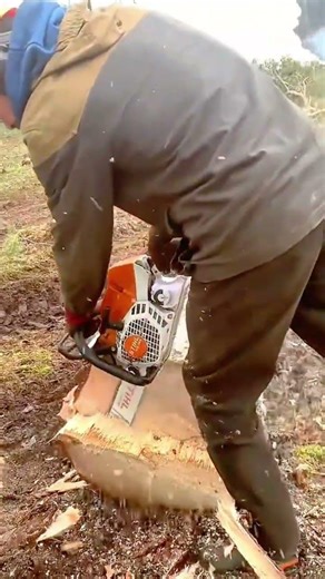 A worker using a chainsaw to cut fallen tree