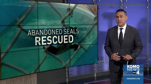 Malnourished harbor seal pup rescued in Bellingham, recovering in Des Moines
