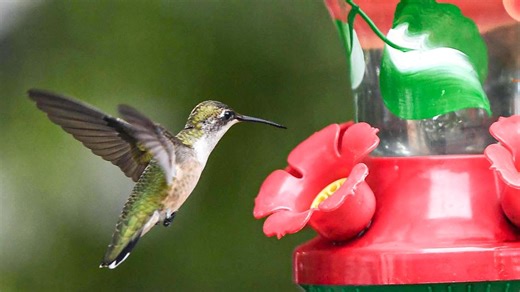 Are hummingbirds back in South Carolina? See our map of spottings