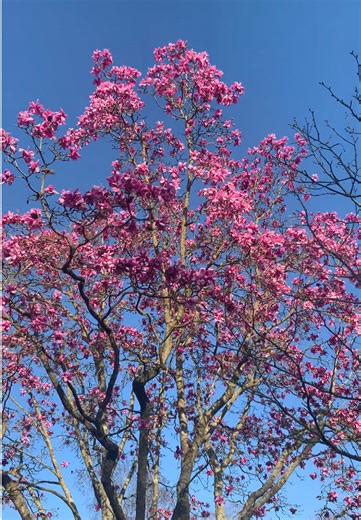 Spring ting’s #springbreak #flowers #nature #girly #fyp