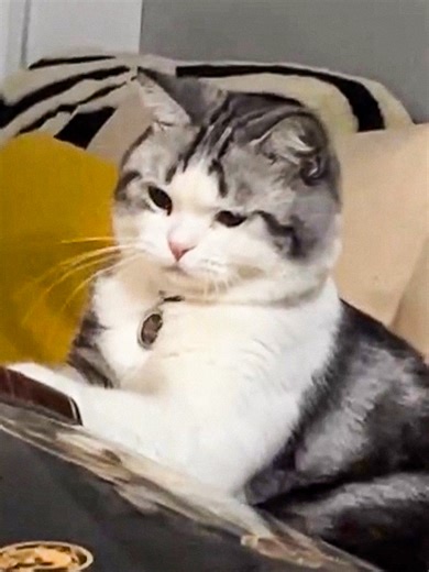 Hilarious Cats Getting Scared Compilation