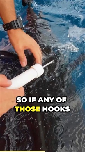 48K views · 437 reactions | My battle with the ocean’s largest toothpick! #nature #wildlife #bravewilderness | Brave Wilderness | Facebook