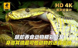 高清原声纪录片，蟒蛇吞食动物精彩合集，身临其境最可怕冷血动物的进食现场！