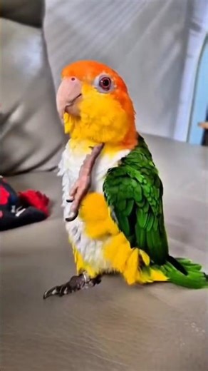 Caique Dancing 💃 parrot 🦜 #dancingparrot #petlovers #tamedparrot #sunconure #caiqueparrot