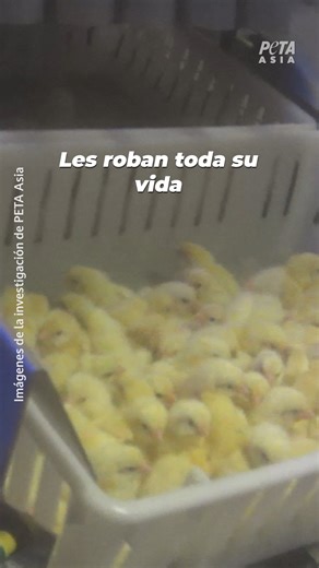 64K views · 2.3K reactions | Imagina nacer y, a los pocos minutos, que te arrojen a una cinta transportadora para clasificarte, empacarte y enviarte hacia el abuso  La nueva investigación de PETA Asia revela el funcionamiento interno de un criadero en Australia que envía pollitos bebé a granjas. | PETA Latino | Facebook