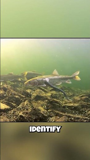 Lampreys: They "Smell" Their Way Through Life?!