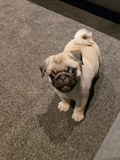 Throwback to Larry the Pug at 8 Weeks Old