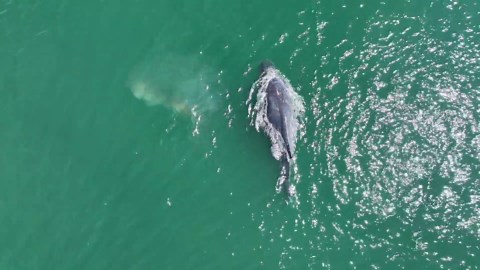 Whale With No Tail Swimming Off The Coast Of Washington State