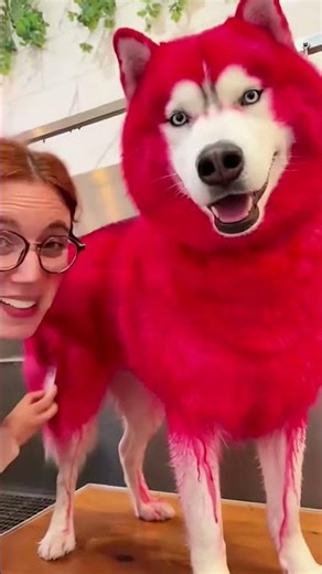 She Dyed Her Husky’s Fur RED 😱 | Dog Grooming Transformation