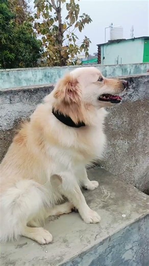 “From sit to shake—love in every move 🐕✨”#animallife #dogshorts