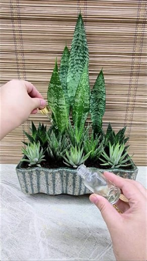 Sansevieria Robusta and Aloe Plant💚 #sansevieria #snakeplant #arrangement #home #decor #giftideas | Adela E