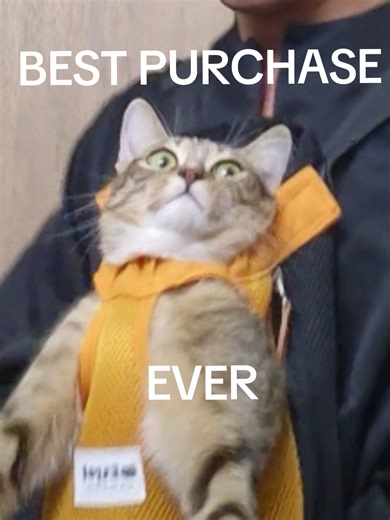 Best Cat Carrier and Harness for Your Feline Friends