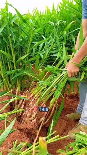 Smart Ginger Farming Method Using Trenches for Bigger Roots