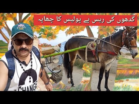 Donkay Race Karachi 2022 | Donkey Racing In Karachi | Donkey Kong | Sting Man Vlog