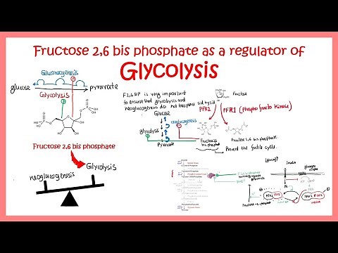 Fructose 2 6 bis phosphate (F26BP) and regulation of glycolysis pathway