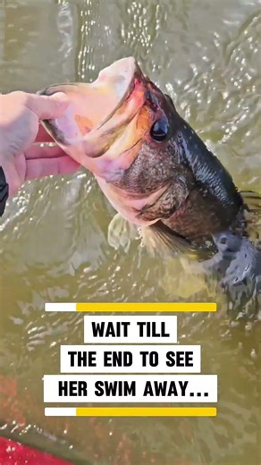 😱 WOW… A MONSTER Bass 🎣 (Wait Till the End) #shorts #fishing #trending #fyp #viral