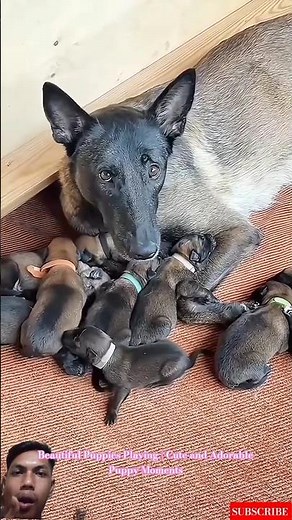Beautiful Puppies Playing | Cute and Adorable Puppy Moments #malinois #germanshepherd #puppy