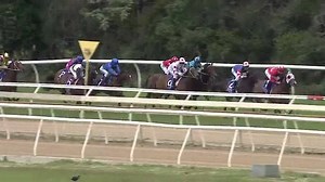 10K views · 79 reactions | UNITE AND CONQUER DOMINATES THE 2YO WYONG MAGIC MILLIONS Blueblood Thoroughbreds in partnership with Gai Waterhouse & Adrian Bott trained UNITE AND CONQUER was super impressive in the $200k 2YO Magic Millions Stakes at Wyong Race Club Bring on the Magic Millions! | Blueblood Thoroughbreds | Facebook