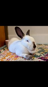 Bad news on the bunny front. 😩 Charmin and Cypress keep fighting and are thus on a dating hiatus. They’ll probably head back down to Wayward Rabbits and try again for a spell on neutral ground. Bunny relationships are complicated, and Charmin misses her gentle, kissy Bernie. 💔 #bunnies #bunnylove #rabbitlife #bunnydating #dating | Bernie Bunny