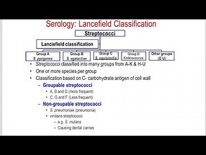 Lancefield Groups Classifications of Streptococcus