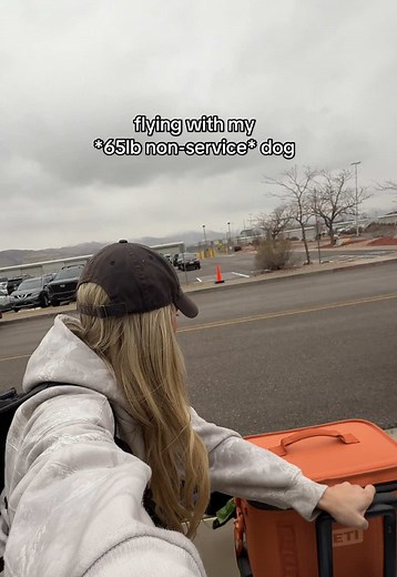 Flying with My 65lb Dog: My JSX Experience