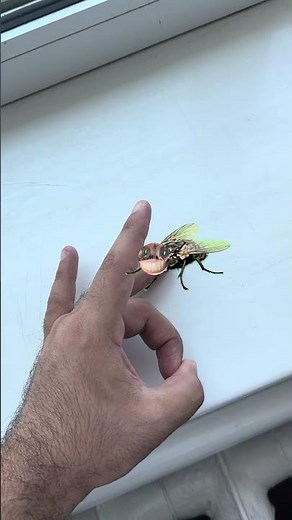 Amazing fly. 🪰😂