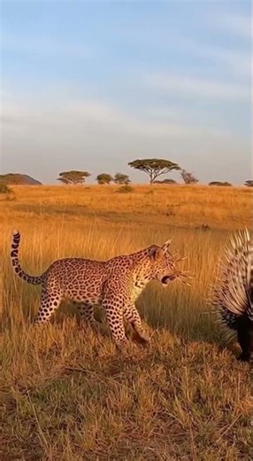 Leopard vs Porcupine: Predator Instantly Regrets Attack