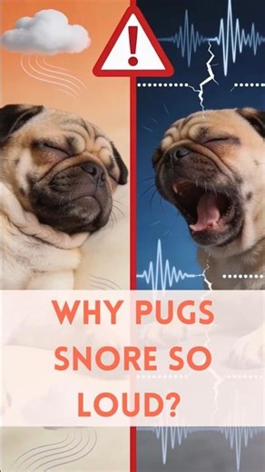 Why Pugs Snore So Loud? (Respiratory Issues Explained).