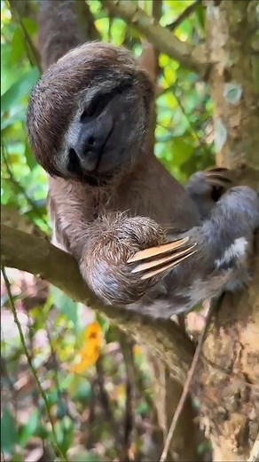 Three-Toed Sloth — Slow on Land, Swift in Water #shorts #wildlife #viralvideo #animals #nature