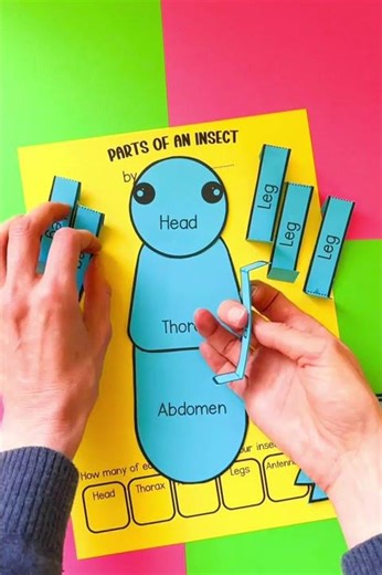 The body parts of an insect - science learning craft