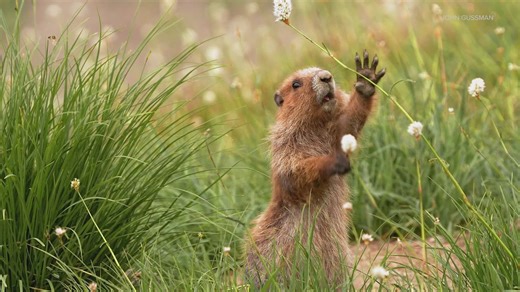 Olympic marmot under consideration for endangered species status