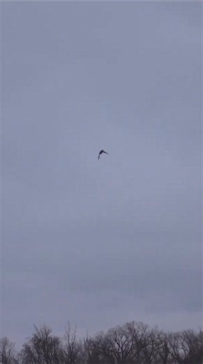 Blizzard Duck Hunt: Limited Out! 🌨️🔥 | Andrew Flair