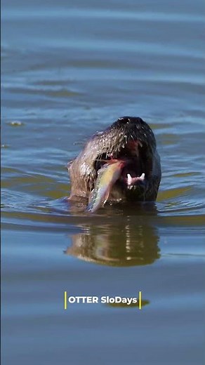 Wild Florida - River Otters