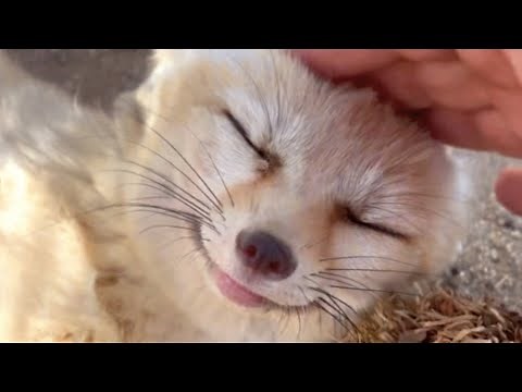 Rescue fox giggles when she sees her favorite human