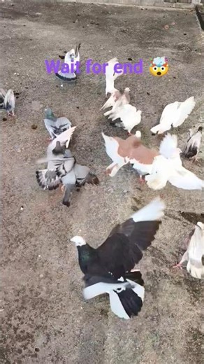 aaya kaisa sama hai kaisi ghadi kabutar ki hoy🤯🤯#shorts #short #kabutar #viral #volg