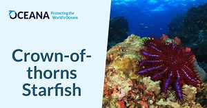 Crown-of-thorns Starfish | Oceana
