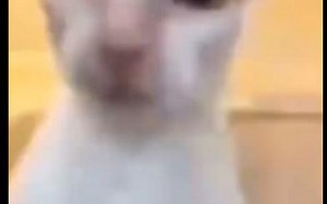 Bro跟你说谢谢了吗