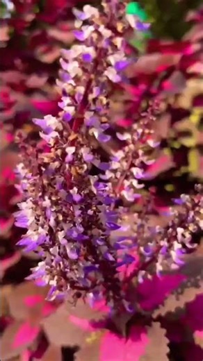 beautiful flowers🌺😍#homegardening #nature#flowers #youtubeshorts#trendingshorts #shorts#viralshorts