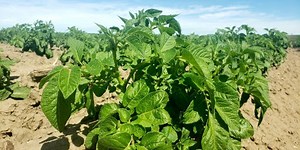 Tough growing conditions, cover crops, wireworm, and blights — a potato-themed LIVE! Q&A with Ryan Barrett