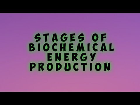 Stages of Biochemical Energy Production