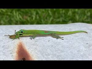 Geckos in Hawaii