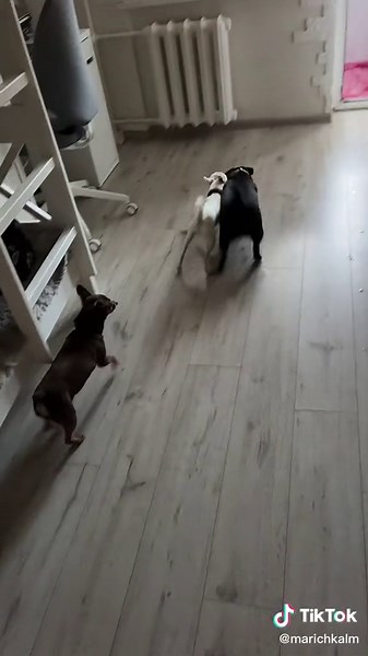Charming Dogs Playing: Chihuahua and Pug Mix Fun