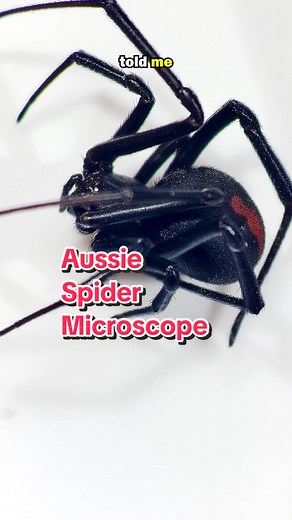 Australian Spider: Beware! Redback Spider's Warning Signal