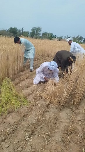 Threshing Wheat in Traditional South Asian Culture