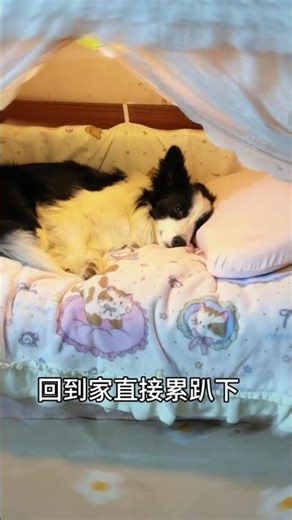 Relaxing Playtime: How He Saves the House from Destruction! PetAdventures CutePets HomeLif