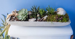 Suculenta: um guia completo da plantinha que nós amamos