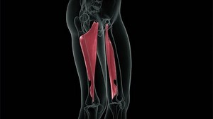 Human Lower Limb Muscle Parts Anatomy Stock Footage Video (100% Royalty-free) 3392343683 | Shutterstock